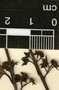 Krugiodendron ferreum (Vahl) Urb., Guatemala, H. H. Bartlett 12421, F